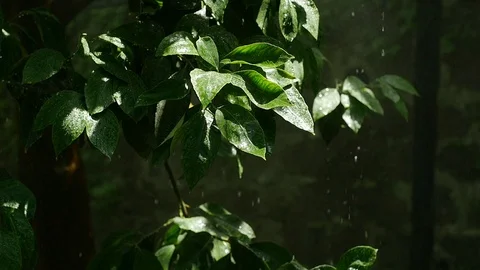 Lemon tree watered 스톡 동영상 119605419