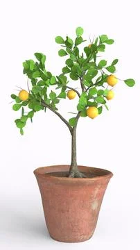 Lemon tree with white background Stock Illustration