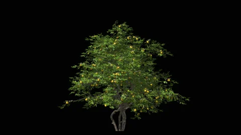Lemon tree in the wind Format MOV, codec png with alpha channel Stock Footage 88966028