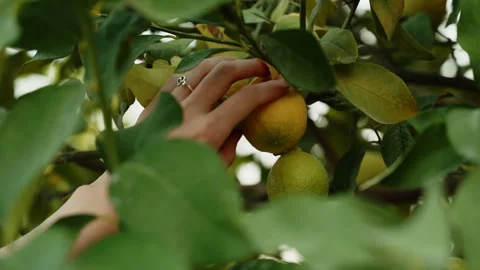 Lemon tree. A woman's hand plucks an unripe lemon. Video stock 260208155