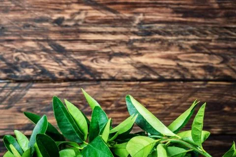 Lemon tree on a wooden Stock Photos