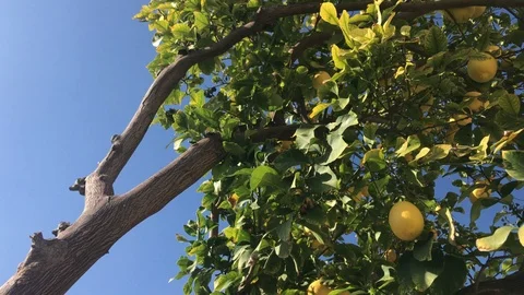 Lemon Tree with Yellow lemons Stock Footage 100238938
