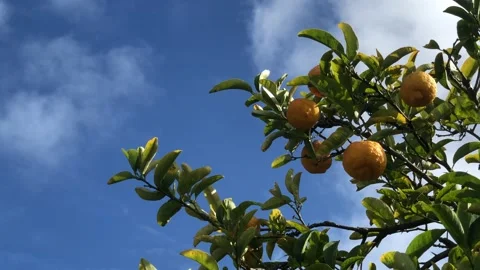 Lemon tree with yellow lemons on it. Stock Footage 159480214