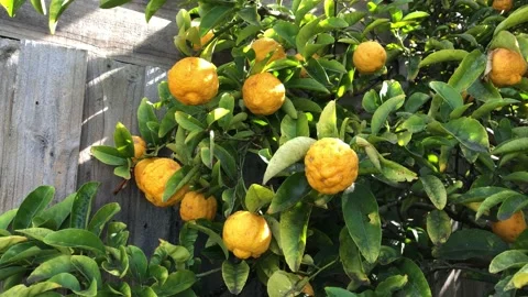 Lemon tree with yellow lemons on it. Stock Footage 159480263
