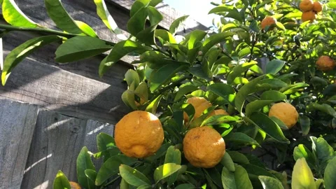 Lemon tree with yellow lemons on it. Stock Footage 160259818