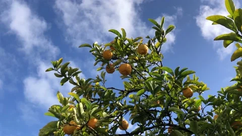 Lemon tree with yellow lemons on it. Stock Footage 161154957