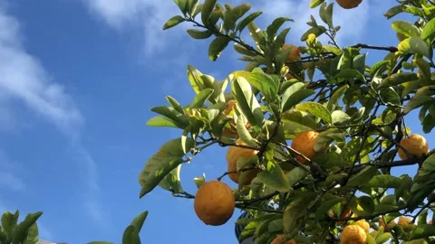 Lemon tree with yellow lemons on it. Stock Footage 162732779
