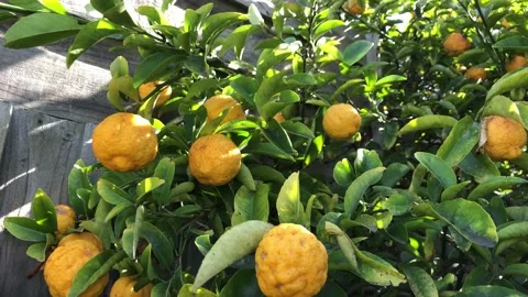 Lemon tree with yellow lemons on it. Stock Footage 164209551