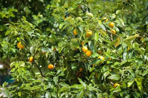 Lemon tree with yellow lemons Stock Photos