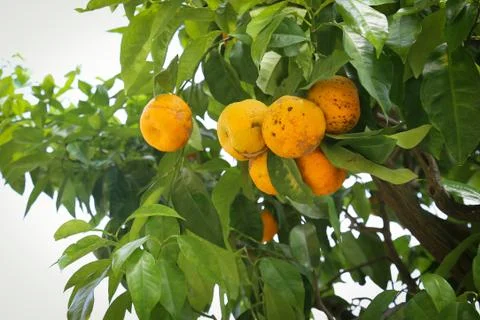 Lemon tree with yellow lemons Stock Photos