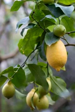 Lemon tree with yellow lemons Foto stock