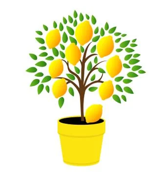 Lemon tree in the yellow pot. Stock Illustration