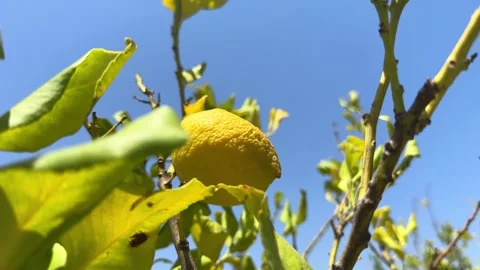 Lemon tree with yellow withered leaves and a small fruit Stock-Footage 279572173