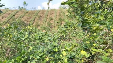 Lemon Trees And Pineapple Garden In Rural Bangladesh - Panning Shot Stock Footage 321672398