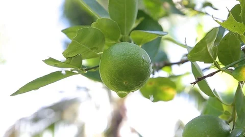 Lemon trees, branches with lemons, video HD Stock Footage 80048588