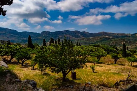 Lemon trees facing the mountains Stock Photos