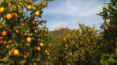 Lemon trees Stock Footage 327730
