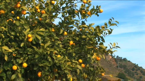 Lemon trees Stock Footage 327754