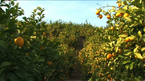 Lemon trees Stock Footage 327760