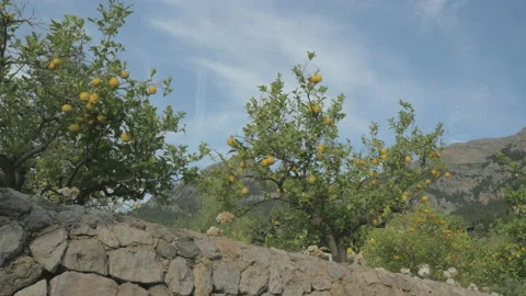 Lemon Trees Stock Footage 131845411