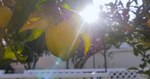 Lemon trees in garden outdoor Stock Footage 100490967