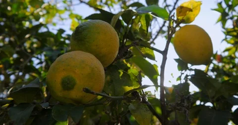 Lemon trees in garden outdoor Stock Footage 100491067