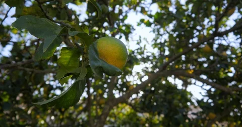 Lemon trees in garden outdoor Stock Footage 100491264