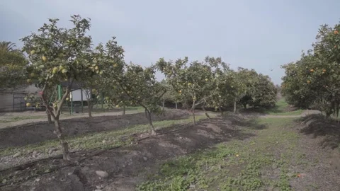 Lemon trees plantation Stock Footage 266924305