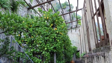 Lemon Trees with Ripe Fruit in the Historic Limonaia del Castel Italy Stock Footage 335199707