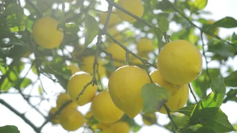 Lemon trees with ripe yellow lemons in citrus orchard. beautiful nature Video stock 148557871