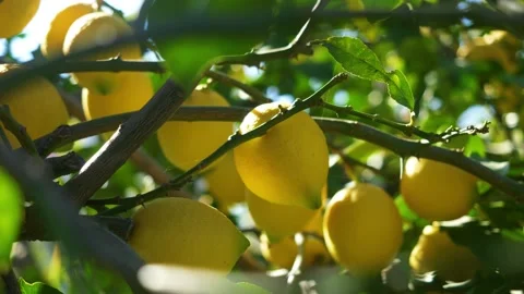 Lemon trees with ripe yellow lemons in citrus orchard. beautiful nature Stock Footage 273710193