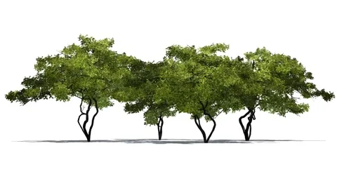 Lemon trees in strong wind Video stock 47454170