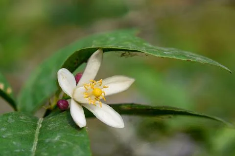 Lemon trees, white, fragrant flowers bloom all year round. Stock Photos