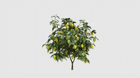 Lemon Treet blowing in the wind. Alpha Channel. Loop Animation Stock Footage 275132102