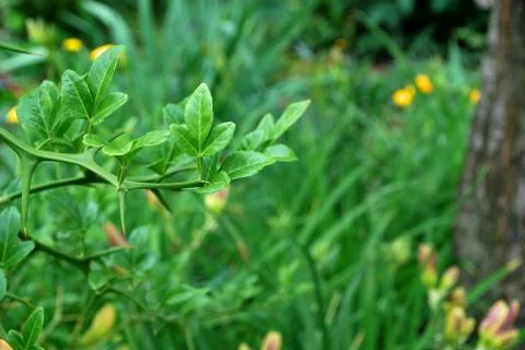 Lemon trifoliate Stock Photos
