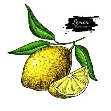Lemon vector drawing. Summer fruit artistic illustration. Stock Illustration