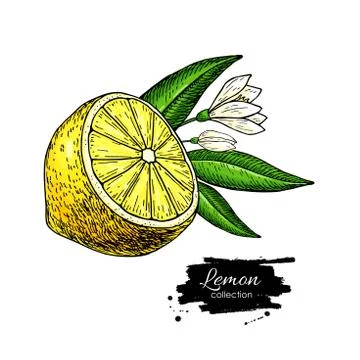Lemon vector drawing. Summer fruit artistic illustration. Stock Illustration