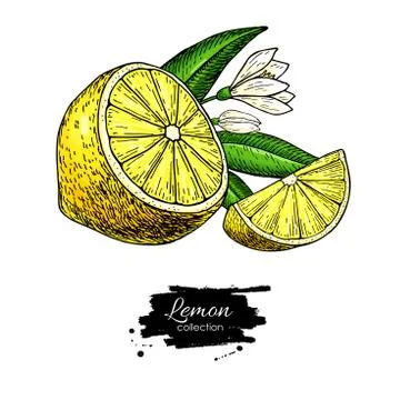 Lemon vector drawing. Summer fruit artistic illustration. Stock Illustration