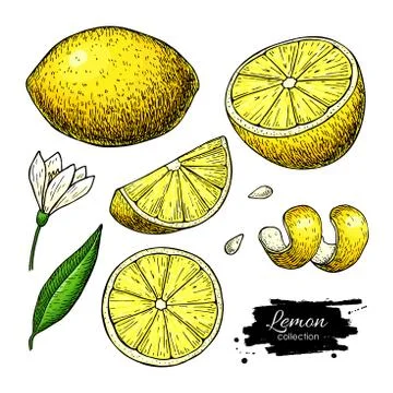 Lemon vector drawing. Summer fruit artistic illustration. Stock Illustration