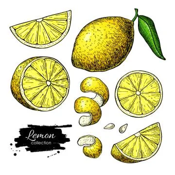 Lemon vector drawing. Summer fruit artistic illustration. Stock Illustration