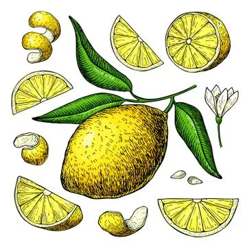 Lemon vector drawing. Summer fruit artistic illustration. Stock Illustration