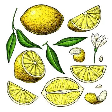 Lemon vector drawing. Summer fruit artistic illustration. Stock Illustration