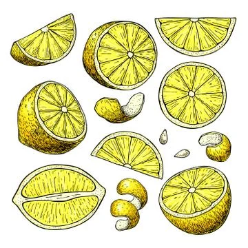 Lemon vector drawing. Summer fruit artistic illustration. Stock Illustration