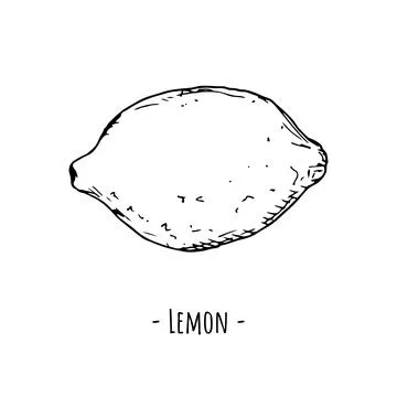 Lemon. Vector illustration. Isolated object on a white background. Stock Illustration