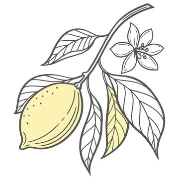 Lemon Vector Illustration Minimal Flat Fruit Styl (1) vector illustration d.. Stock Illustration