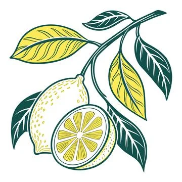 Lemon Vector Illustration Minimal Flat Fruit Styl vector illustration design  Stock Illustration