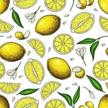 Lemon vector seamless pattern drawing. Summer citrus fruit print Stock Illustration