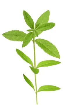 Lemon verbena Stock Photos