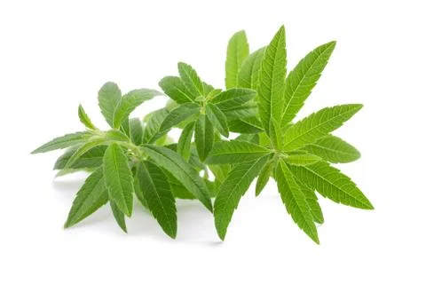 Lemon verbena Stock Photos