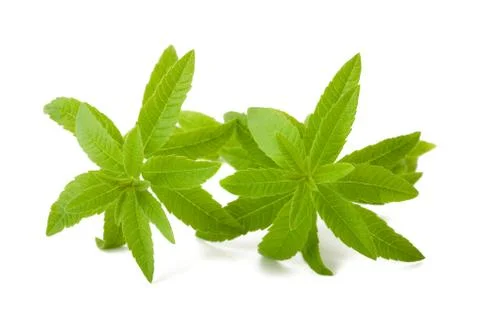 Lemon verbena Stock Photos